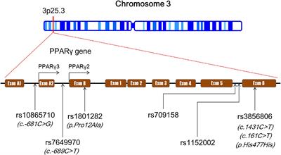 PPARγ Gene Polymorphisms, Metabolic Disorders, and Coronary Artery Disease